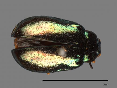 <已分類>Family：Chrysomelidae[金花蟲科][00081174]