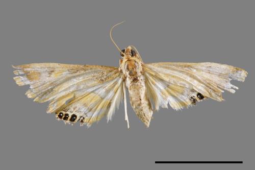 Eoophyla conjunctalis[00065645]
