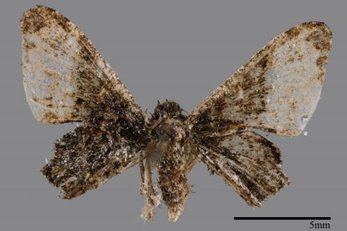 Monobolodes pernigrata[圓翅寬帶雙尾蛾][00051142]