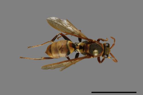 Polistes takasagonus[雙斑長腳蜂][00072738]