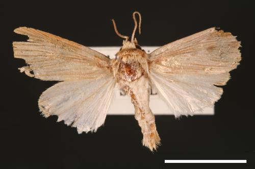 <已分類>Genus：Mythimna[00011803]
