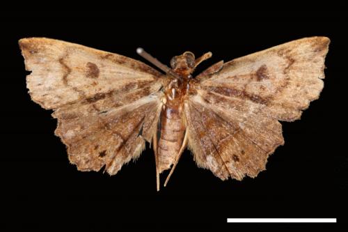 Eutrogia morosa[00007518]