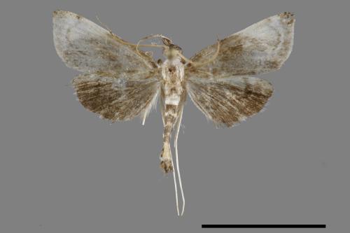 <已分類>Family：Crambidae[草螟科][00092361]