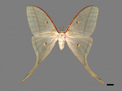 Actias selene ningpoana[長尾水青蛾][00016306]