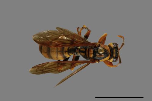 Polistes rothneyi[黃長腳蜂][00074323]