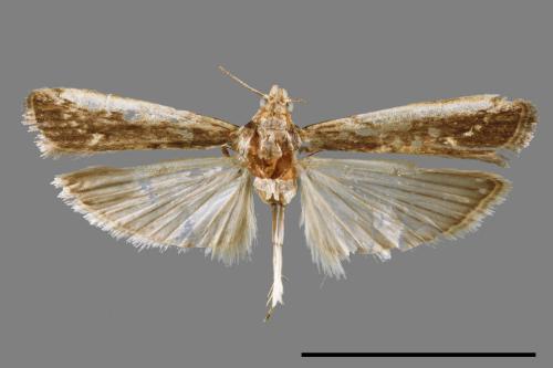 <已分類>Family：Pyralidae[螟蛾科][00065501]
