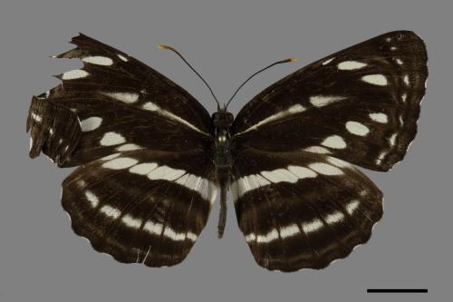 Neptis nata lutatia[臺灣三線蝶][00101202]