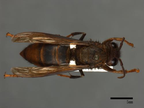 Vespa velutina[黃腳虎頭蜂][00096611]