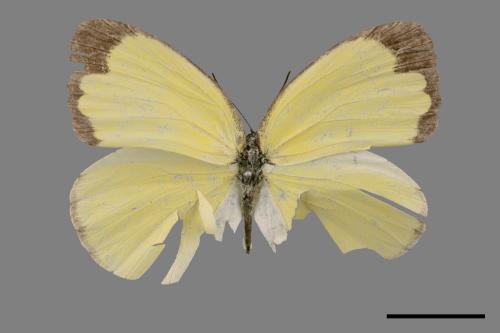 Eurema blanda arsakia[臺灣黃蝶][00027394]