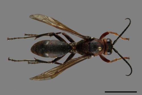 Polistes tenebricosus[赭褐長腳蜂][00116253]