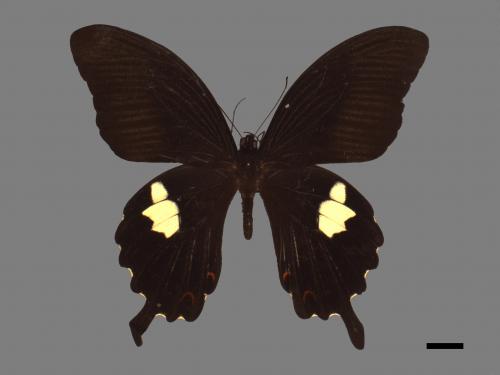 Papilio helenus fortunius[白紋鳳蝶][00013711]