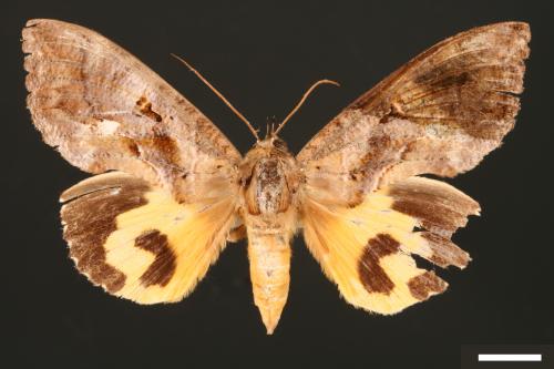 Othreis fullonia[凡艷葉夜蛾][00005074]