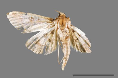 <已分類>Family：Crambidae[草螟科][00064021]