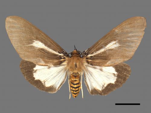 Asota heliconia zebrina[圓端擬燈蛾][00053412]