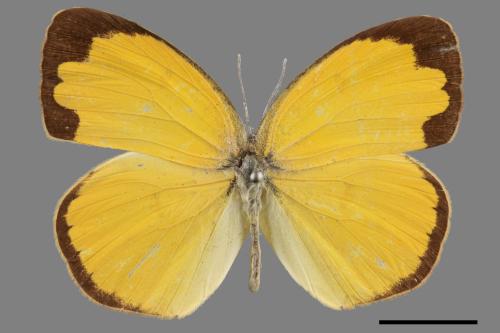 Eurema hecabe hobsoni[荷氏黃蝶][00013955]