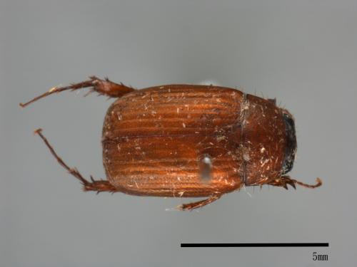 <已分類>Family：Scarabaeidae[金龜子科][00054209]