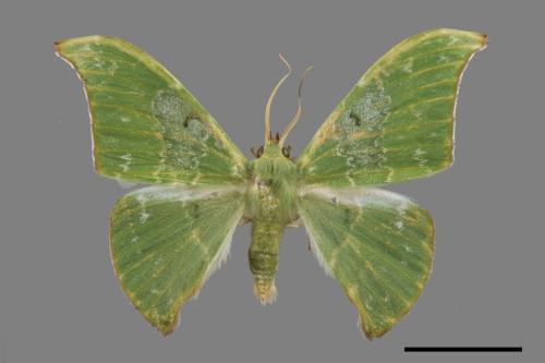 Tanaorhinus viridiluteatus[雙點鐮翅青尺蛾][00056773]