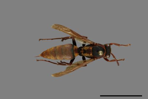 Polistes takasagonus[雙斑長腳蜂][00072806]