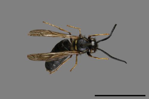 Vespula flaviceps[細黃胡蜂][00072928]
