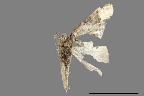 <已分類>Family：Geometridae[尺蠖蛾科][00089958]