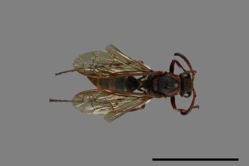Polistes eboshinus[姬長腳蜂][00072641]
