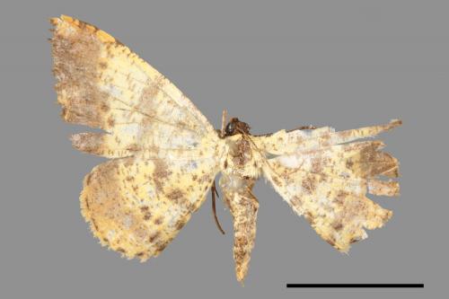 Lophobates inchoata[褐緣黃尺蛾][00039745]