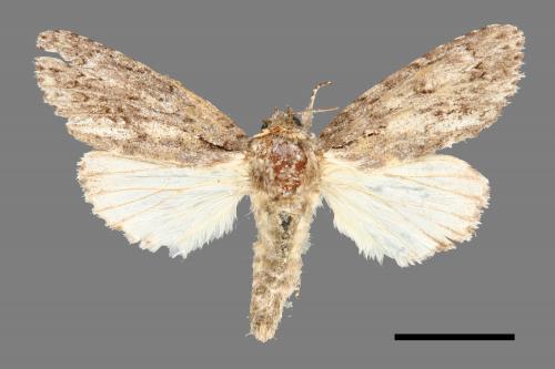 Acronicta denticulata pernivea[00000510]