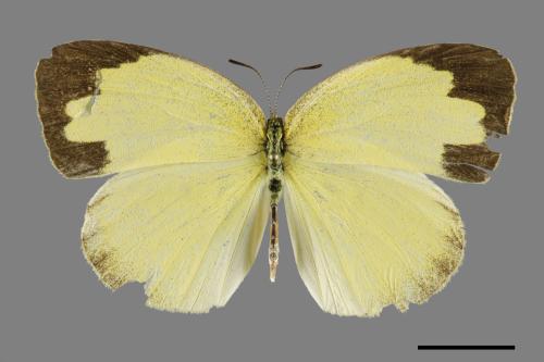 Eurema blanda arsakia[臺灣黃蝶][00101547]