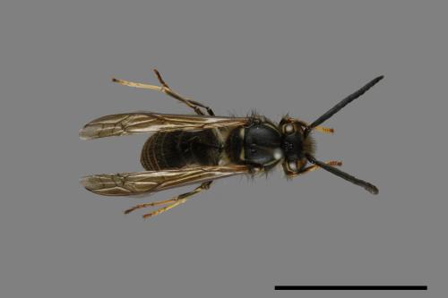 Vespula flaviceps[細黃胡蜂][00073415]