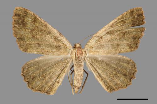 Gnophos caenosa[墨綠絨尺蛾][00056811]