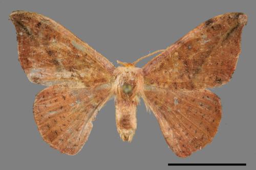 Oreta brunnea[褐鉤蛾][00036090]