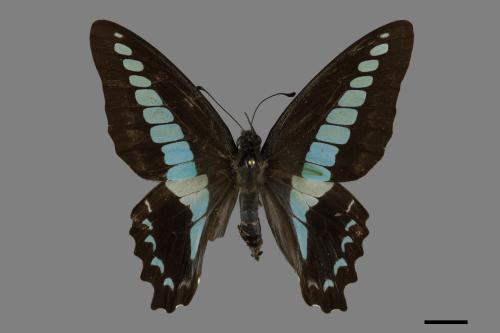 Graphium sarpedon connectens[青帶鳳蝶][00093763]