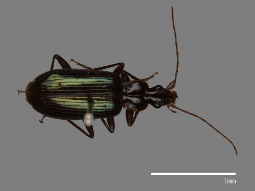 <已分類>Family：Carabidae[步行蟲科][00041104]