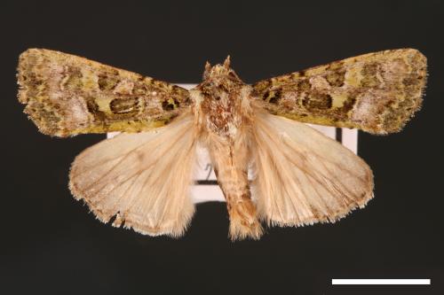 Euplexidia pallidivirens[00001915]