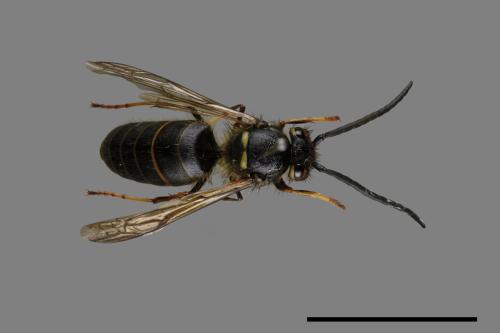 Vespula flaviceps[細黃胡蜂][00072869]