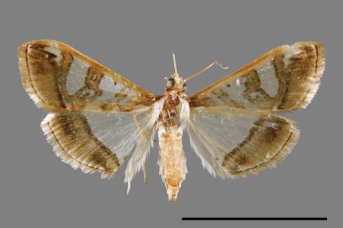 Glyphodes duplicalis[00068653]