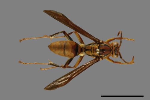 Polistes formosanus[00099420]