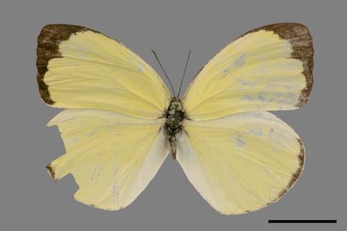 Eurema blanda arsakia[臺灣黃蝶][00088007]