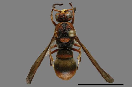 Orancistrocerus drewseni ingens[00119358]