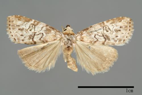 Bryophilina mollicula[00009505]