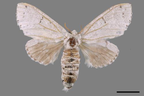 Cnethodonta grisescens baibarana[灰舟蛾][00059835]
