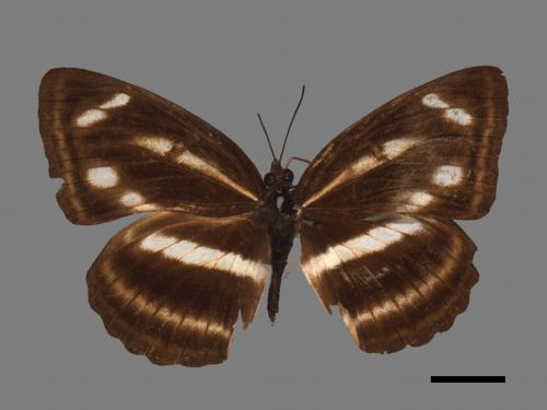 Neptis noyala ikedai[池田三線蝶][00015135]