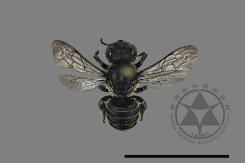 Megachile spissula[細切葉蜂][00130498]