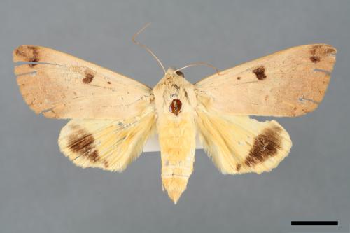 Ophiusa disjungens indiscriminata[同安鈕夜蛾][00005574]