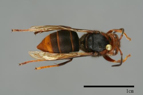 Vespa velutina[黃腳虎頭蜂][00096130]