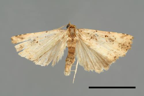 Pseudogyrtona marmorea[00008117]