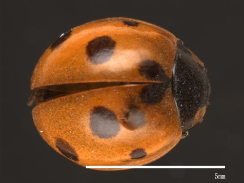 Coccinella septempunctata[七星瓢蟲][00084983]