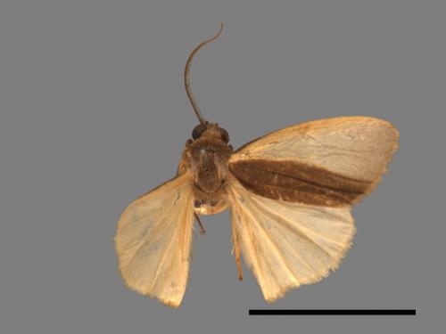 Agylla divisa[梯雙分華苔蛾][00087040]