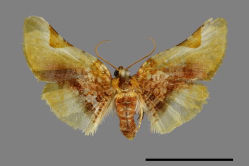 Pyralioides sinuosus[金盞窗蛾][00092548]