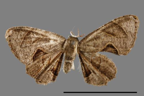 Phazaca kosemponicola[甲仙圓翅雙尾蛾][00012507]